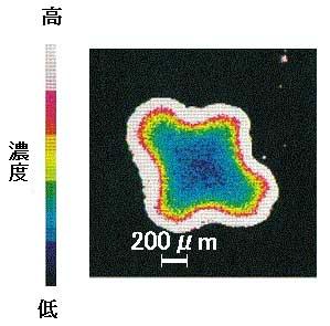 石油精製用触媒（使用品）のバナジウムVのX線像