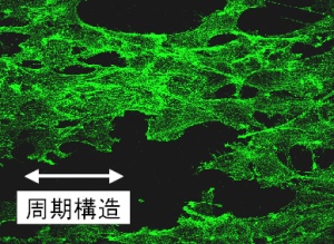 周期構造による骨芽細胞の配向