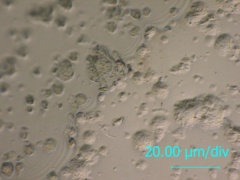 鉄粒子のみを投射した表面の光学顕微鏡像/テフロンが転写表面の光学顕微鏡像