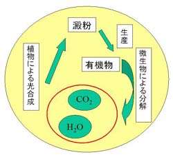 有機物の生分解とその循環